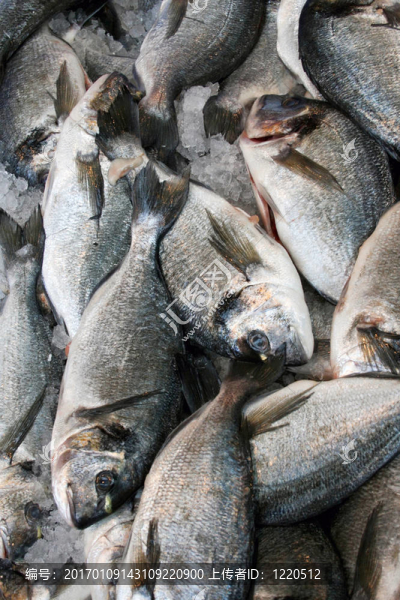 魚
