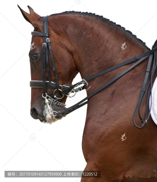 盛裝舞步馬
