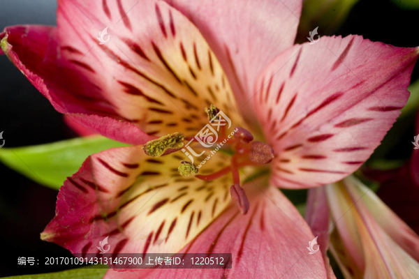 紅百合的宏
