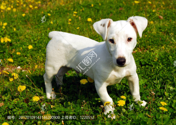 小狗jack,russel