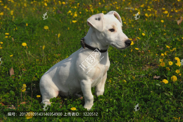 jack,russel寶貝