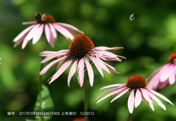 金光菊