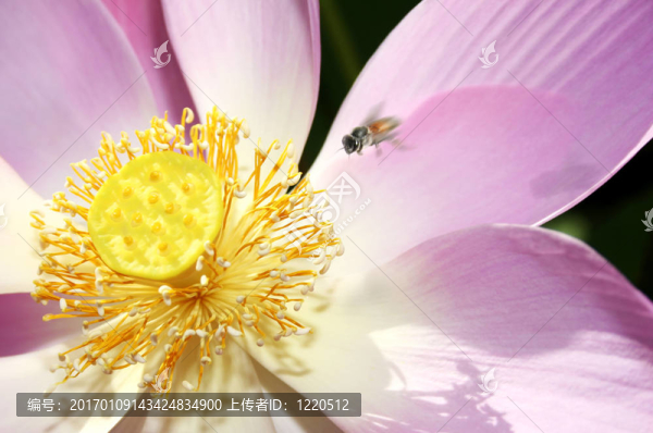神圣的蓮花