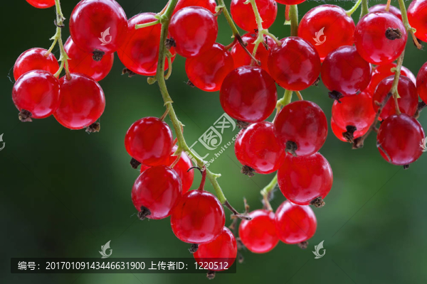 新鮮的紅醋栗在布什