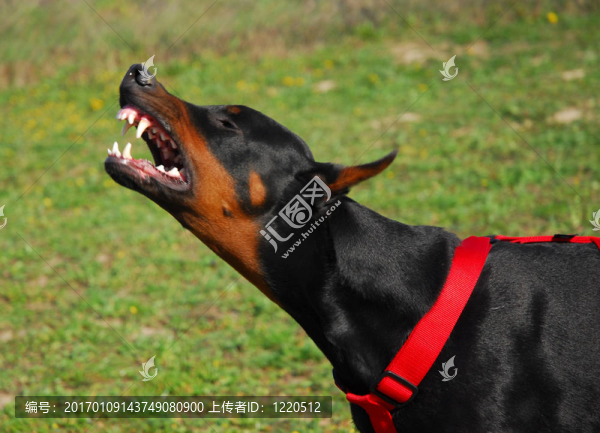 積極的杜賓犬