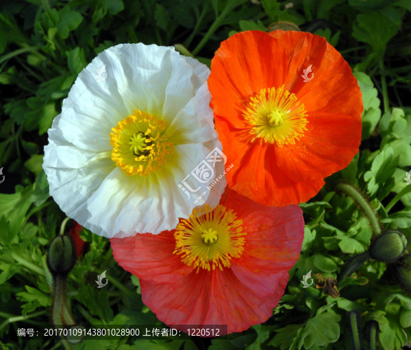 三花