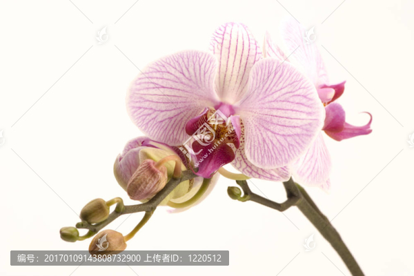 粉紅色的蘭花