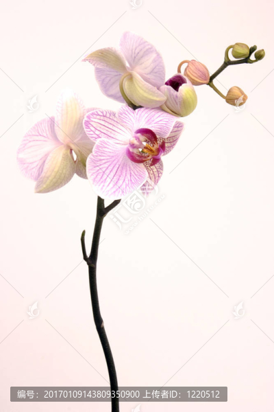 粉紅色的蘭花