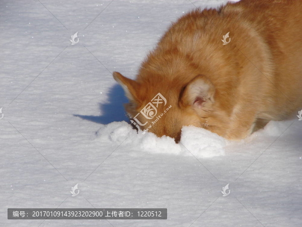 威爾士柯基犬