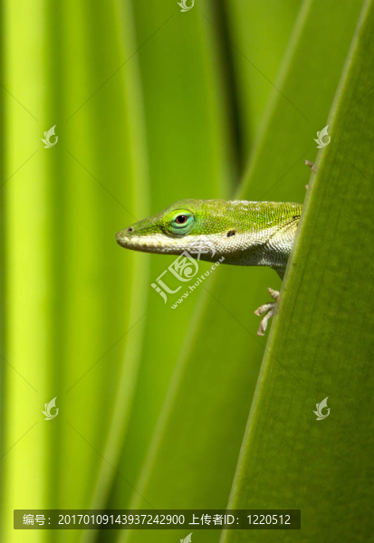 壁虎綠