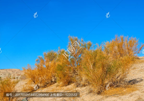 加利福尼亞蒿在死亡谷國家公園-匯圖網(wǎng) www.fosd68.com 加利福尼亞蒿在死亡谷國家公園
