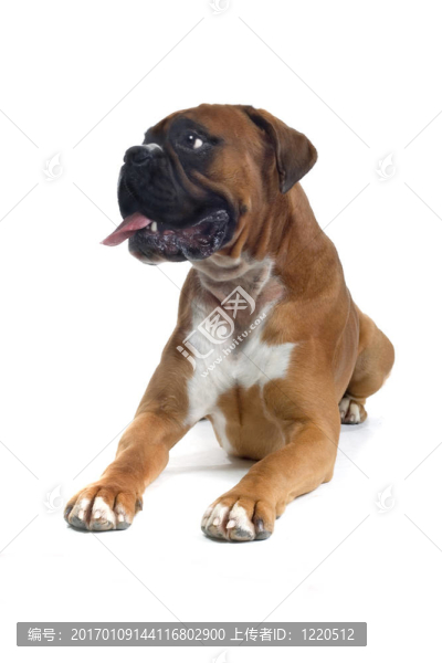 布朗的拳擊手-匯圖網(wǎng) www.fosd68.com 布朗的拳擊手