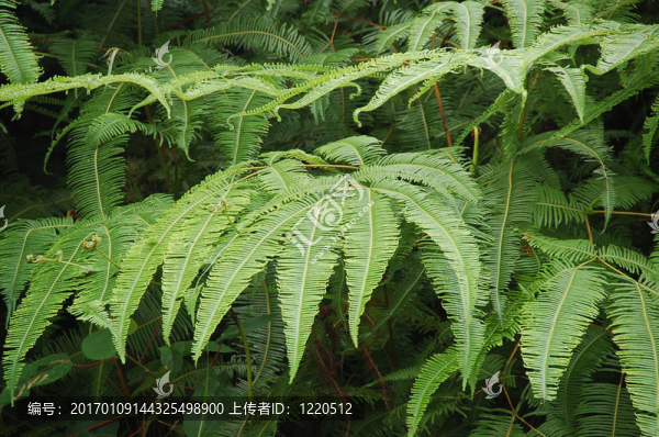 蕨類植物的葉子-匯圖網(wǎng) www.fosd68.com 蕨類植物的葉子