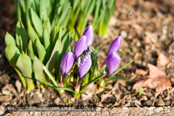 番紅花-匯圖網(wǎng) www.fosd68.com 番紅花