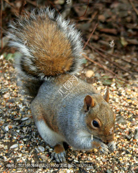 灰色的松鼠-匯圖網(wǎng) www.fosd68.com 灰色的松鼠