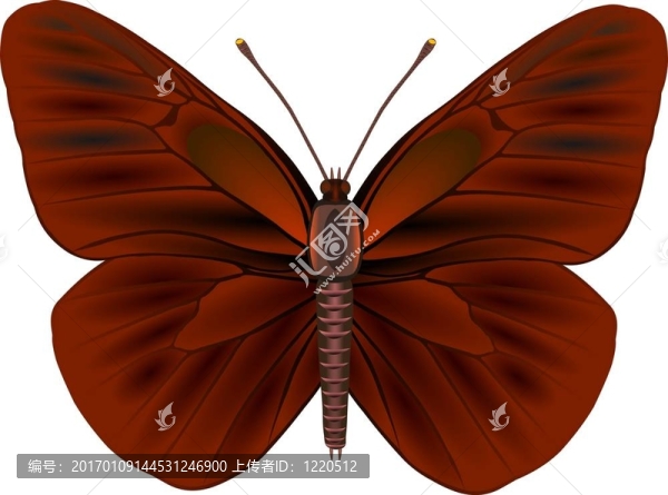 蝴蝶-匯圖網(wǎng) www.fosd68.com 蝴蝶