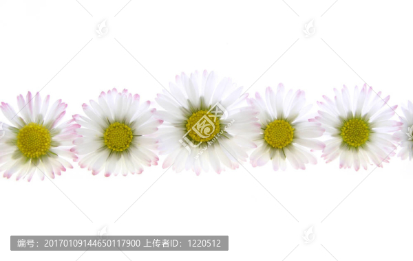 白色雛菊的春天