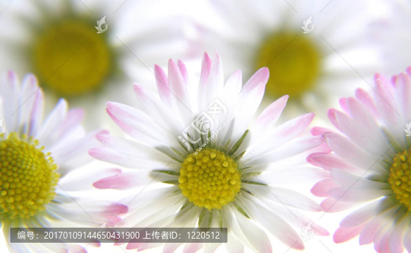 白色雛菊的春天