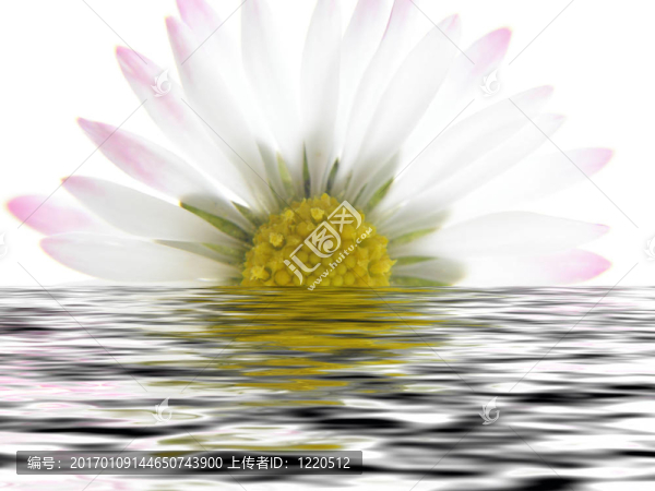 白色雛菊的春天