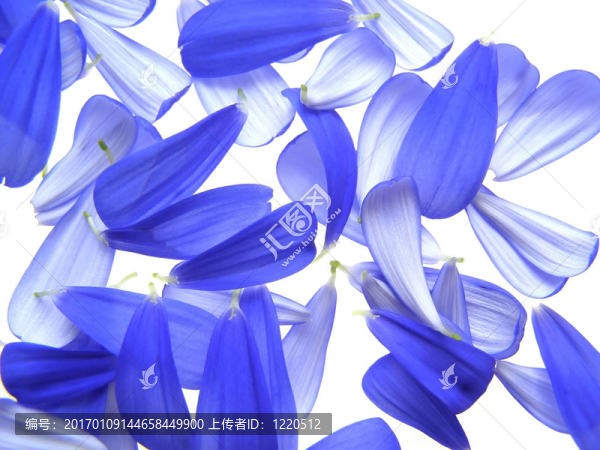 藍色的花瓣