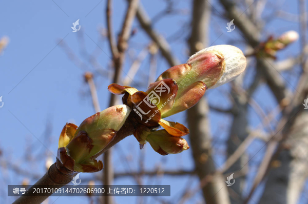春天的花蕾