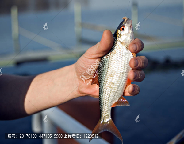 魚在手