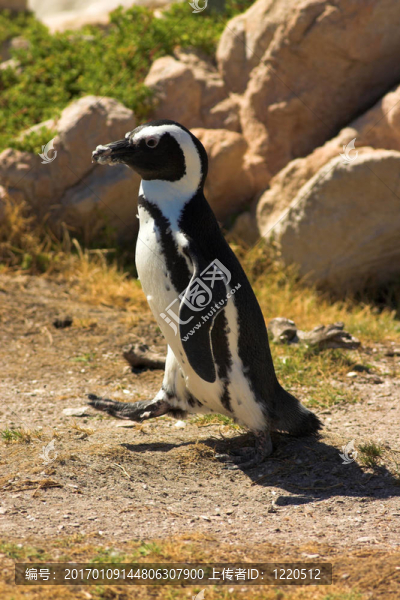 Jackass,Penguin（Demersus,Spheniscus）