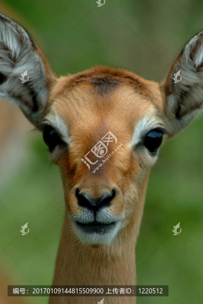 黑斑羚-匯圖網(wǎng) www.fosd68.com 黑斑羚