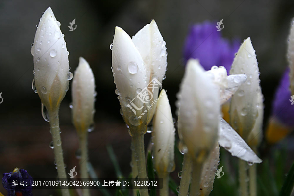 雨點(diǎn)落在花