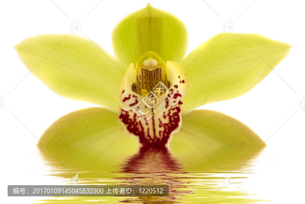 蘭花