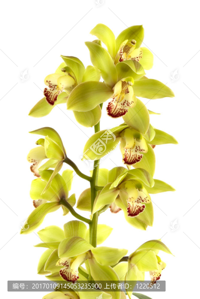蘭花