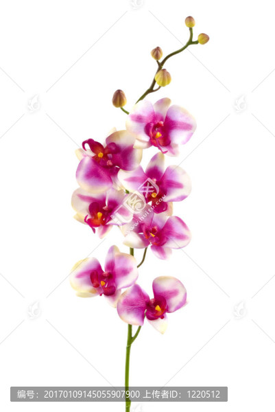 蘭花