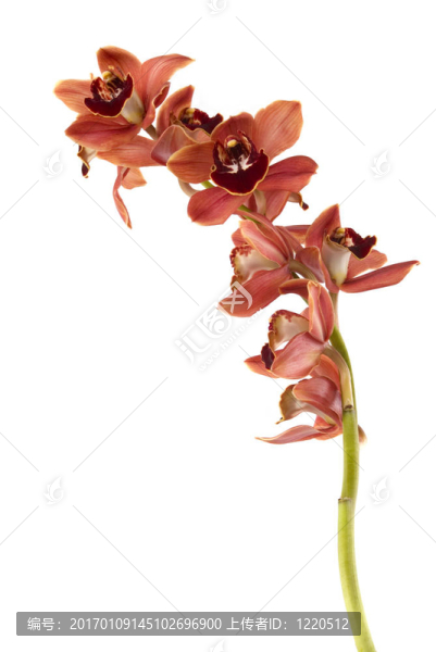 蘭花