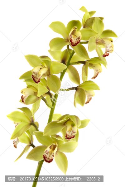 蘭花