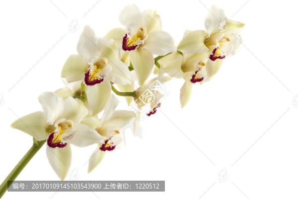 蘭花-匯圖網(wǎng) www.fosd68.com 蘭花