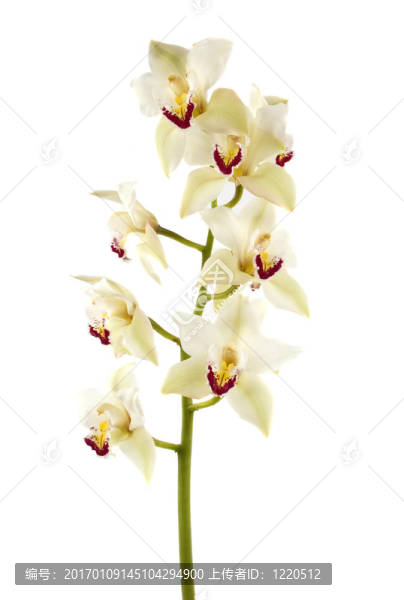 蘭花