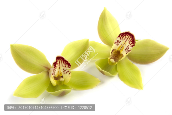 蘭花