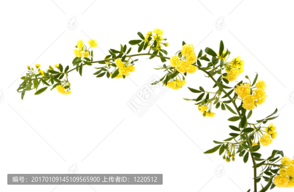 春天的花朵