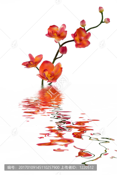 蘭花