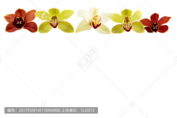 蘭花的邊界