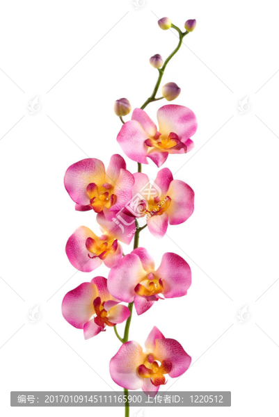 蘭花