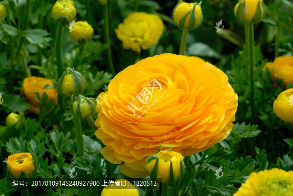 花毛茛