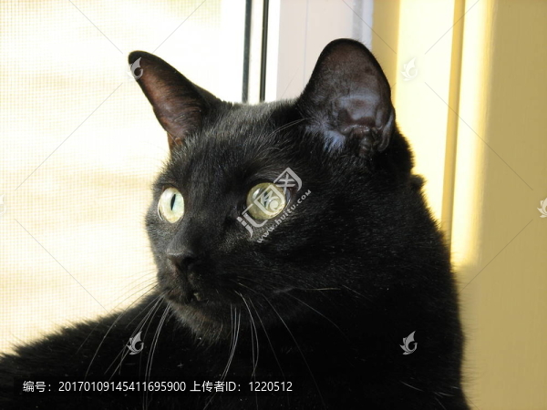 黑色的貓-匯圖網(wǎng) www.fosd68.com 黑色的貓