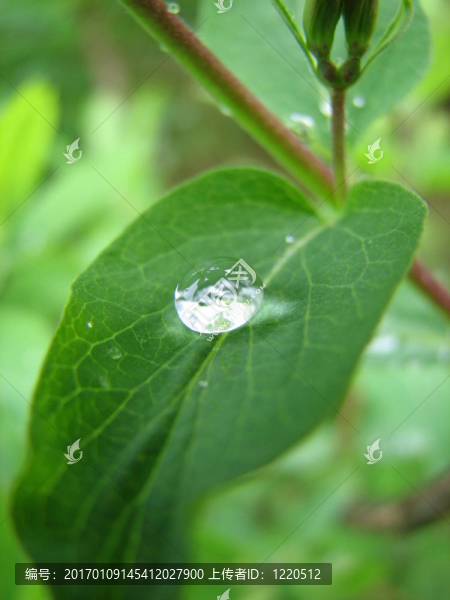珠水