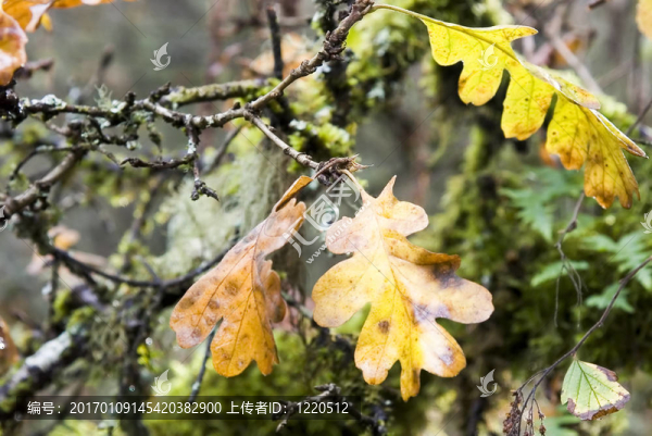 橡木4-匯圖網(wǎng) www.fosd68.com 橡木4