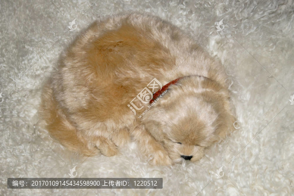 小狗-匯圖網(wǎng) www.fosd68.com 小狗