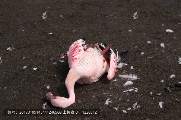死去的火烈鳥