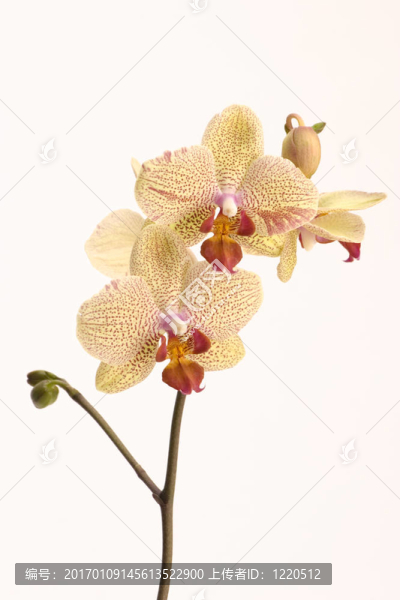 黃色的蘭花