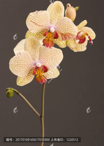 黃色的蘭花