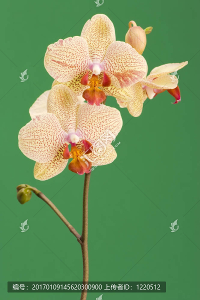 黃色的蘭花